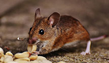 Find Exterminators in Dubois County